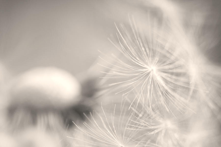 Dandelion Flower Photograph by Ceca Photography