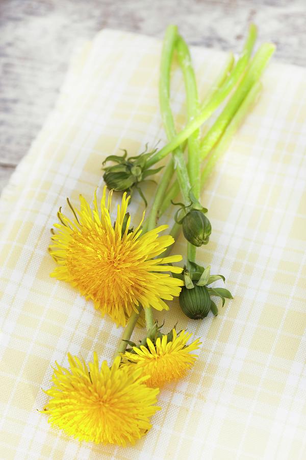 Dandelion Flowers And Flower Buds On Yellow Cloth On Wooden Surface Photograph by Sabine Lscher