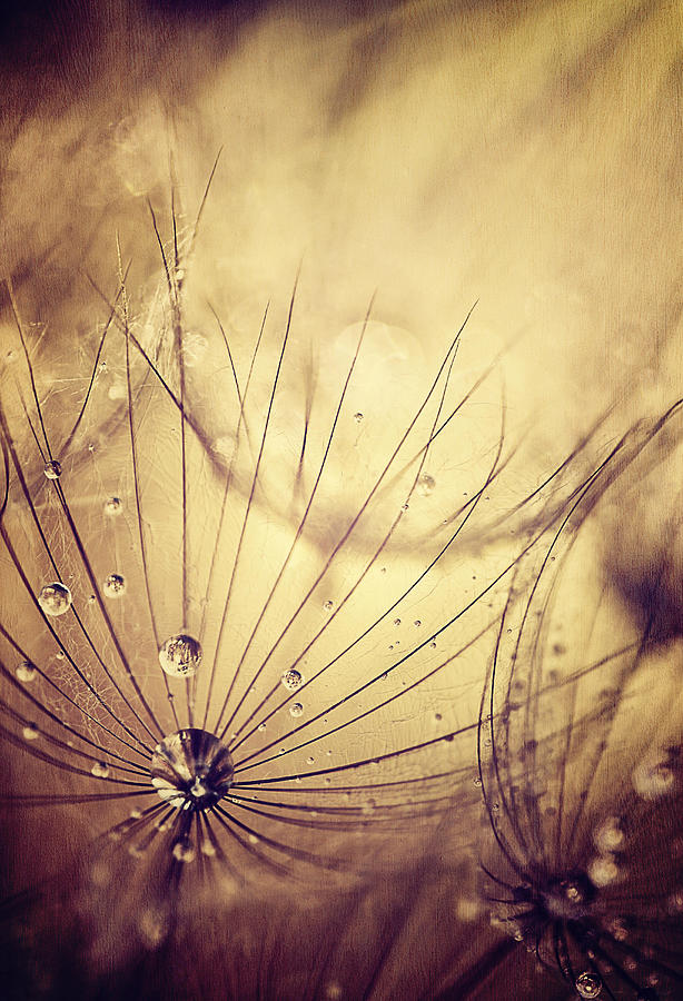 Dandelion Flowers Background, Grunge Photograph by Anna Omelchenko