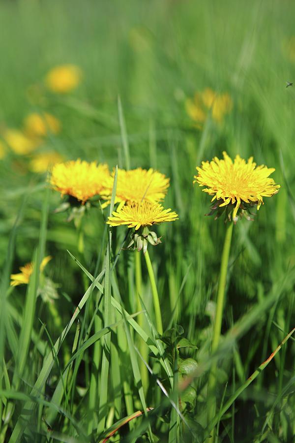 Dandelion Flowers In The Grass close-up Photograph by Michal Mrowiec