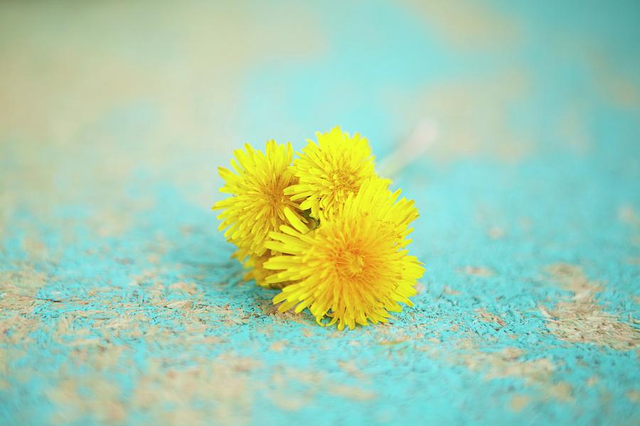 Dandelion Flowers On Turquoise Surface Photograph by Nika Moskalenko