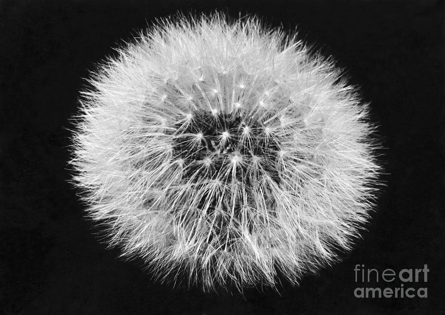 Dandelion Going To Seed Photograph by Bettmann