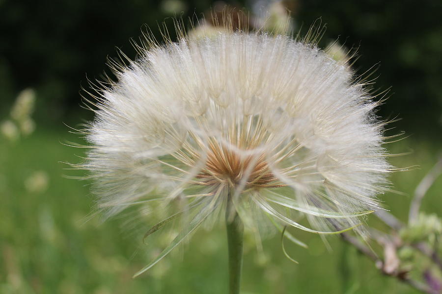 Dandelion head close up Photograph by Martin Smith