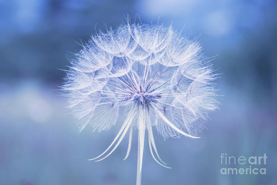 Dandelion in blue Photograph by Delphimages Photo Creations