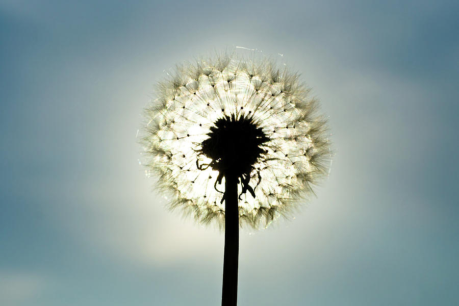 Dandelion In  Sun Photograph by Photographer Mikael Nyberg