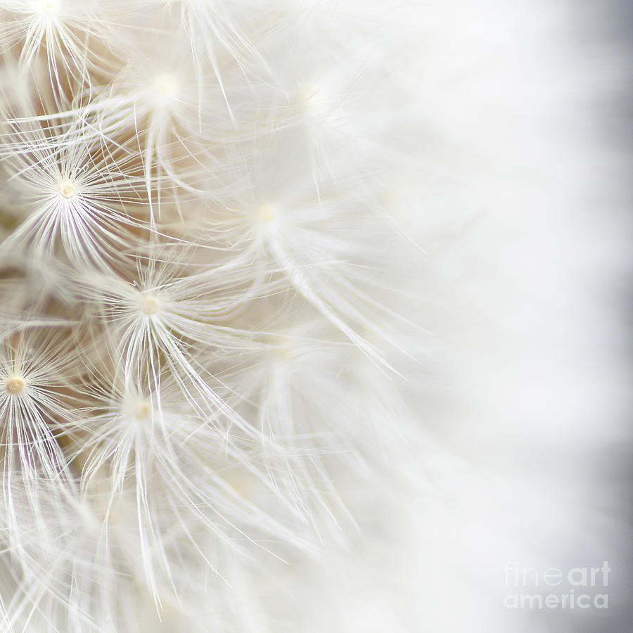 Dandelion by Janet Burdon Dandelion by Janet Burdon