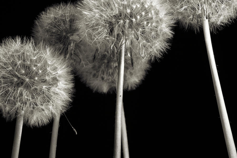 Dandelion Photograph by Mike Eingle