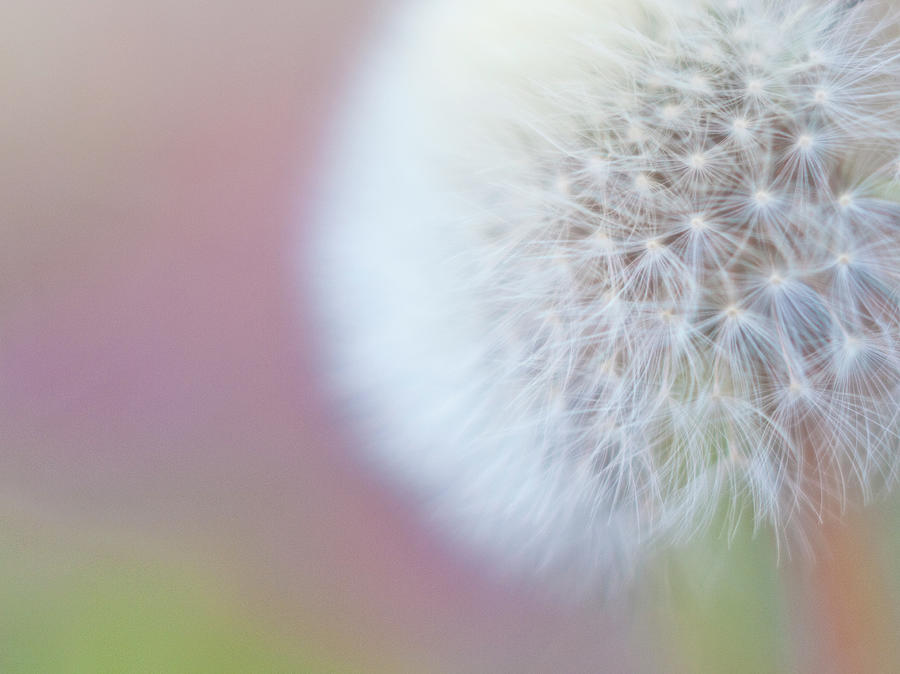 Flowers Still Life Photograph - Dandelion by Polotan
