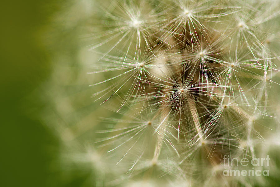 Dandelion Puff Ball Photograph by JT Lewis