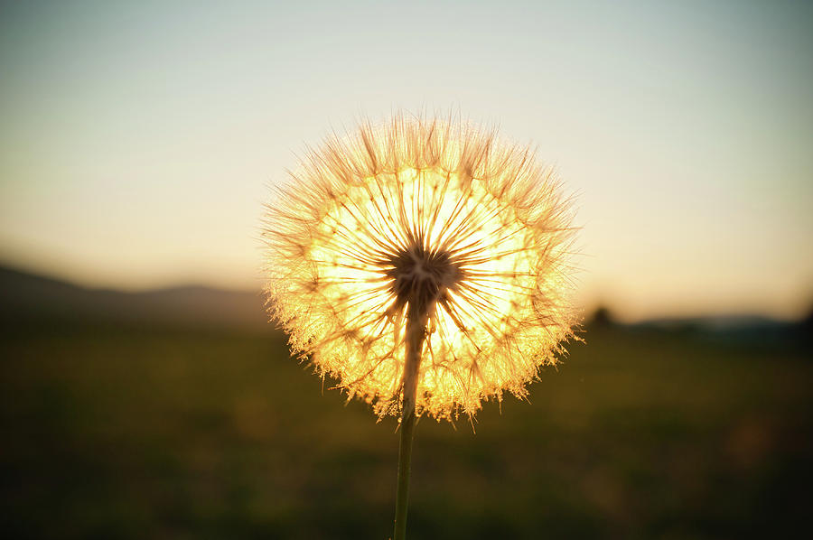 Dandelion Puff Photograph by Toshiro Shimada