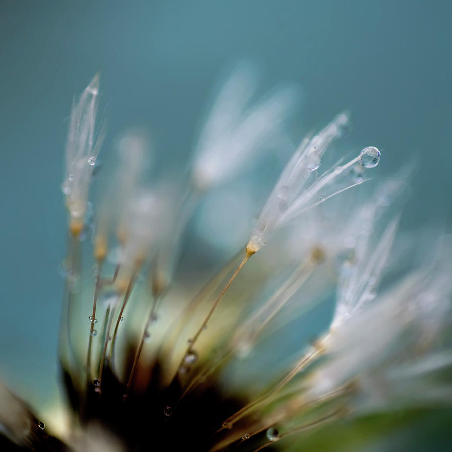 Dandelion Puff With Water Drop Photograph by Lauren Rosenbaum