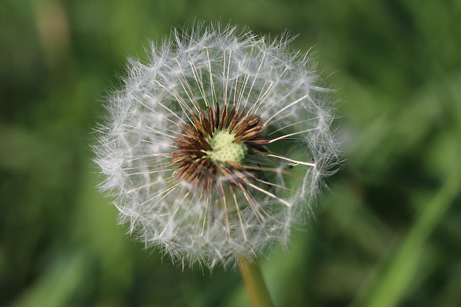 Dandelion Pyrography by Romulus-paul Urbanovici - Fine Art America