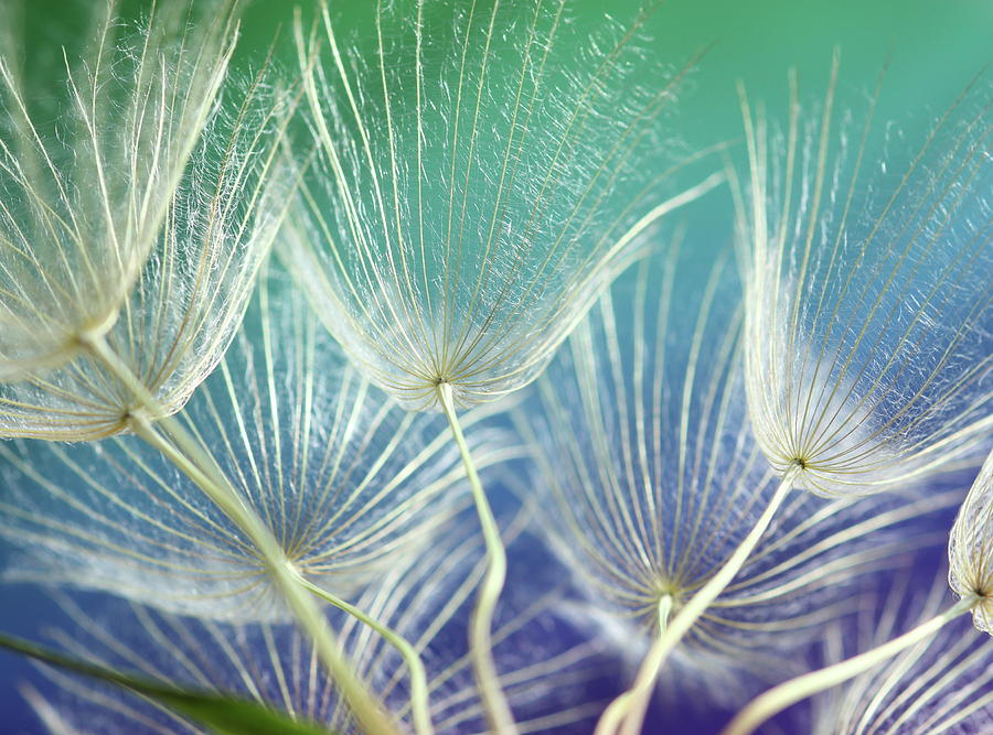 Dandelion Seed Photograph by Aydinmutlu