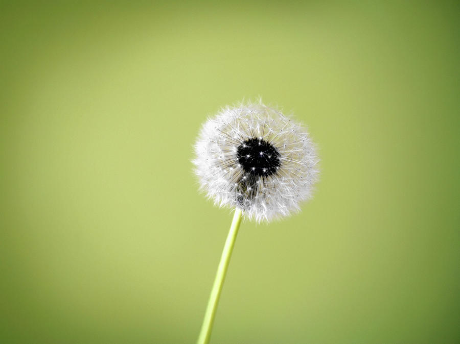 Dandelion Seed Head On Green Background Photograph by Steven Puetzer