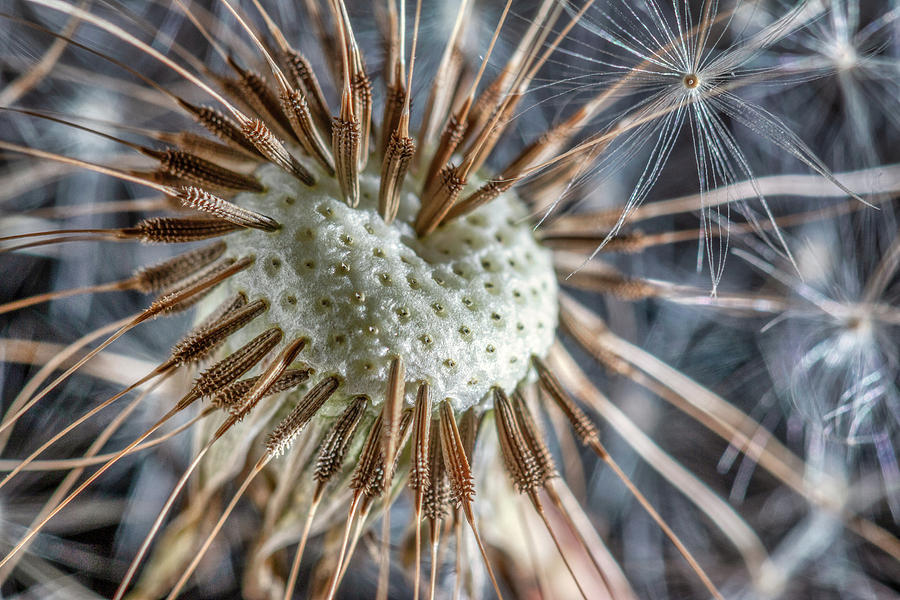 Nature Photograph - Dandelion Seed Head by Tom Mc Nemar