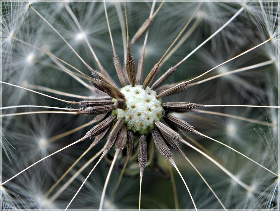 Dandelion Seed Photograph by Jarbas Mattos Photography