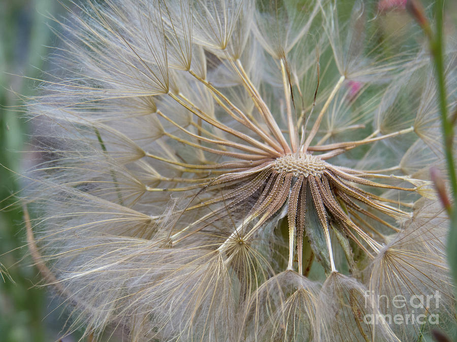 Dandelion Seed plant Photograph by Christy Garavetto