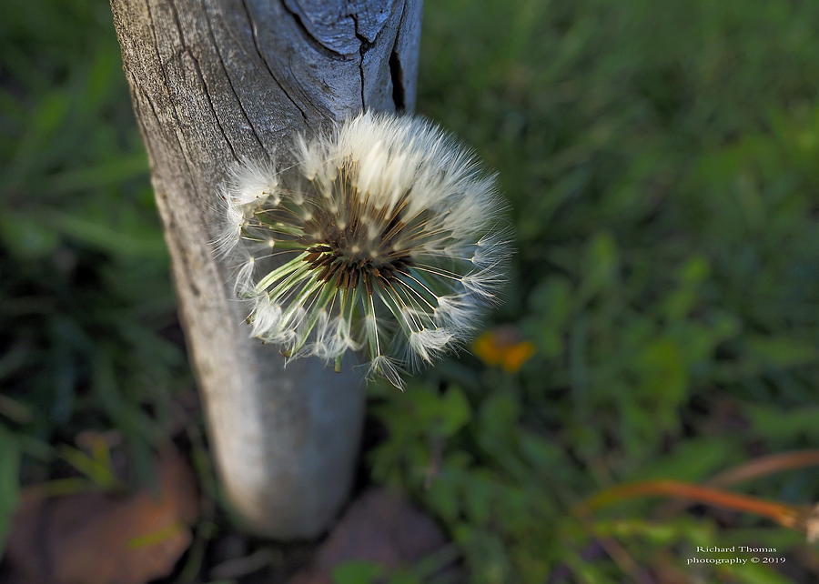Dandelion Seed Pod Photograph by Richard Thomas