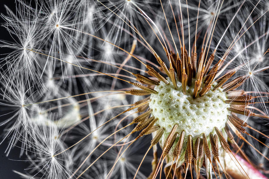 Dandelion Seed Pod Photograph by Tom Mc Nemar