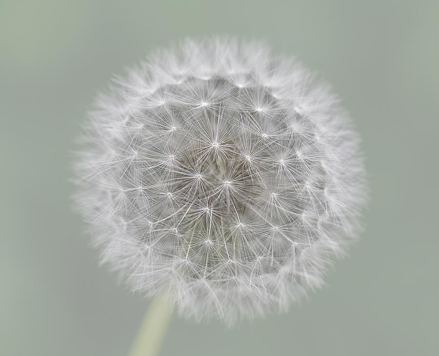 Dandelion Seedball Photograph by Mirjam Fischer