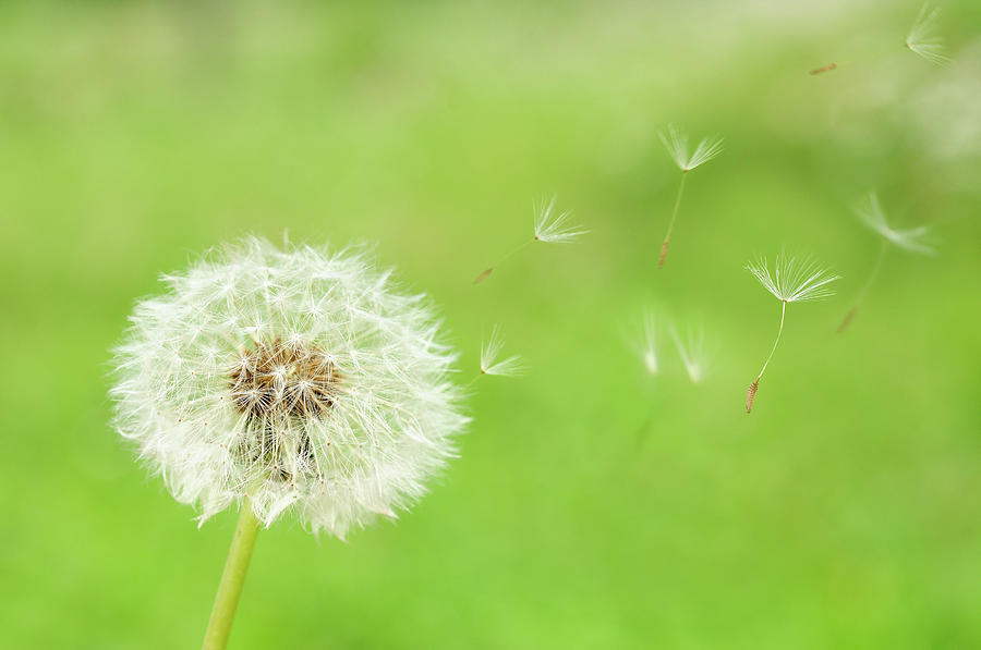 Dandelion Seeds Photograph by Hiroyuki Takeno/a.collectionrf