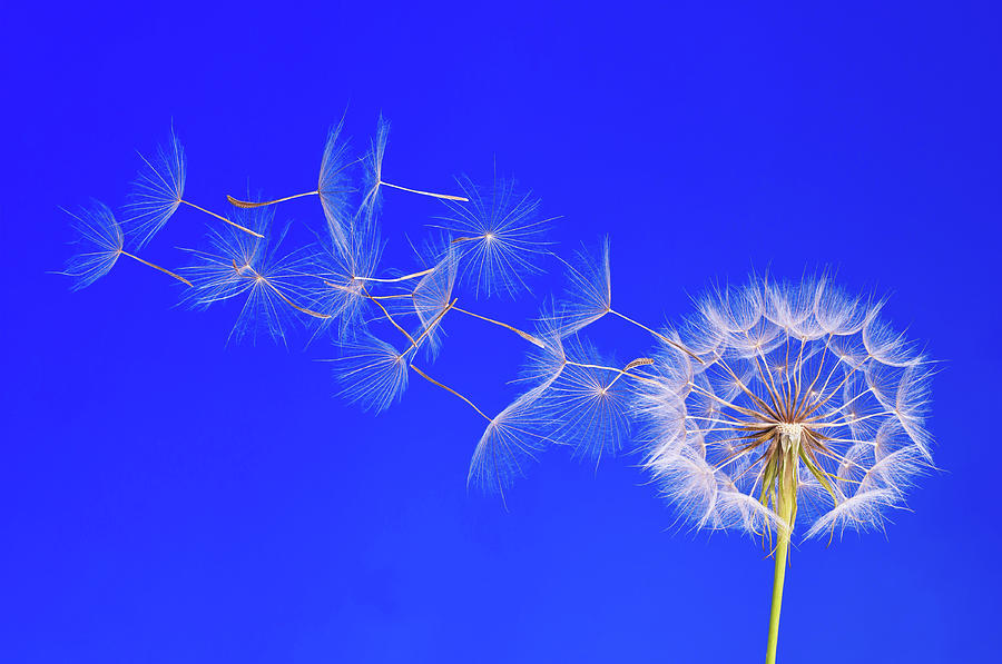 Dandelion Seeds In The Wind Against A Photograph by Sunnybeach