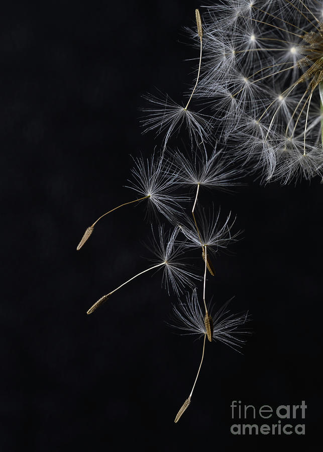 The 8-Minute Rule for What Are Dandelion Seeds Used For