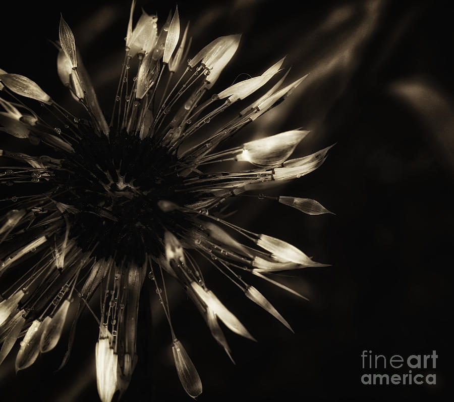 Dandelion Seeds Photograph by Jimmy Ostgard
