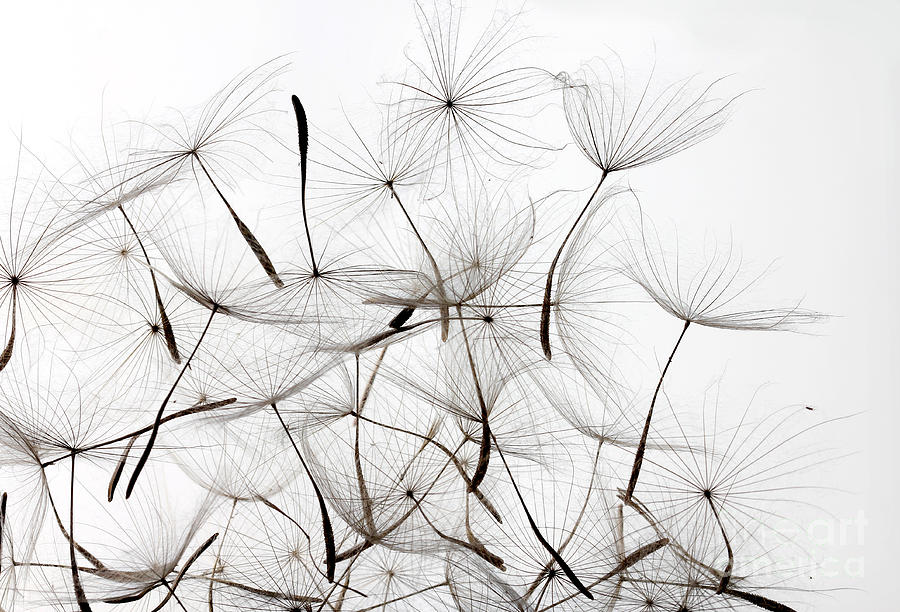 Delicate Photograph - Dandelion Seeds Over White Background by Alexander Sviridov