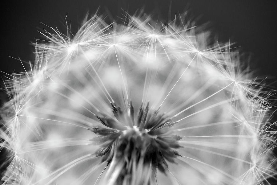 Dandelion Seeds Pod Macro Photograph by Adam Romanowicz