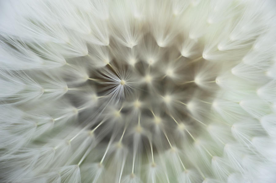 Dandelion Seeds Photograph by Wataru Yanagida