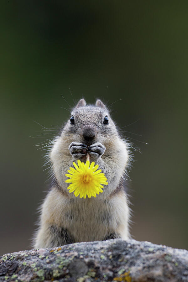Dandelion Snack Photograph by Donald M. Jones Dandelion Snack Photograph by Donald M. Jones