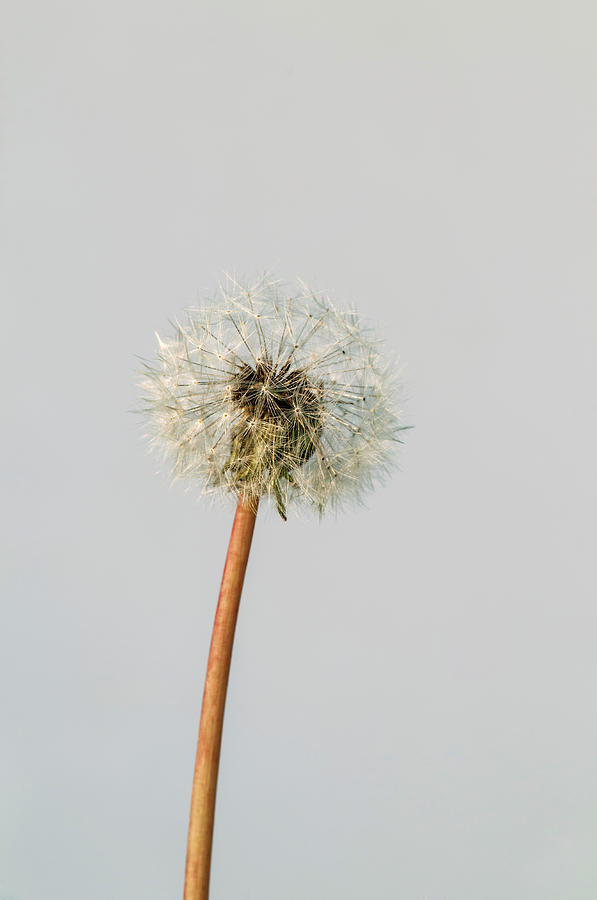 Dandelion, Taraxacum Officinale, Seed Photograph by Paolo Negri