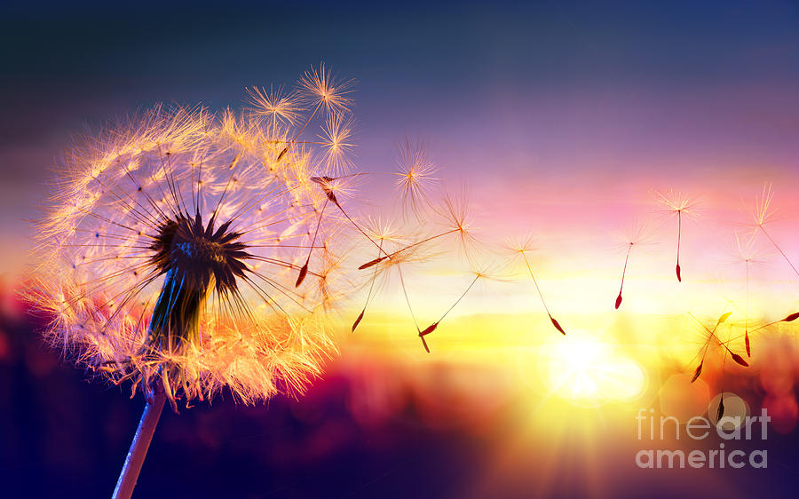 Flare Photograph - Dandelion To Sunset - Freedom To Wish by Romolo Tavani