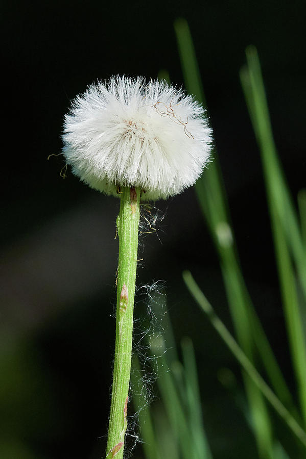 Dandelion Waiting For The Wind To Come Photograph