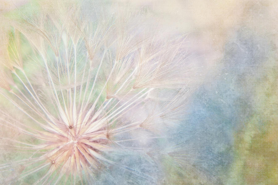 Dandelion Whimsy Digital Art by Terry Davis