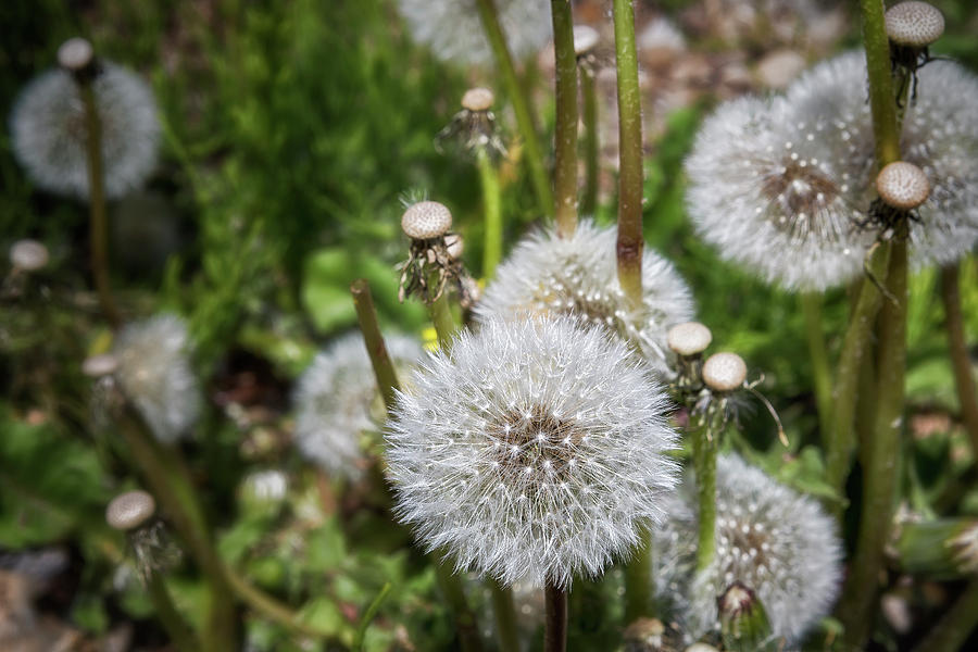 Dandelion Wishes by Belinda Greb Dandelion Wishes by Belinda Greb