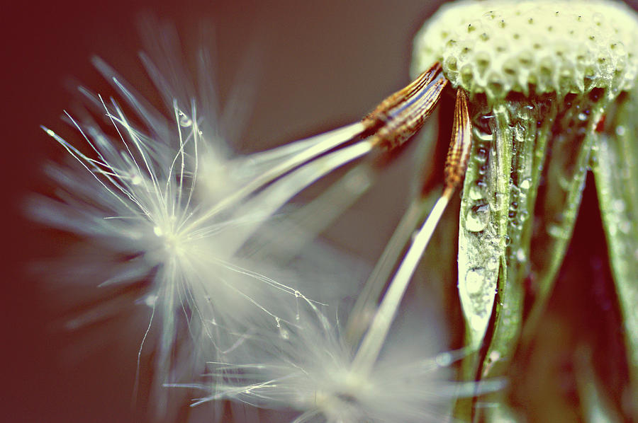 Dandelion With Droplets Photograph by Gregoria Gregoriou Crowe Fine Art And Creative Photography.