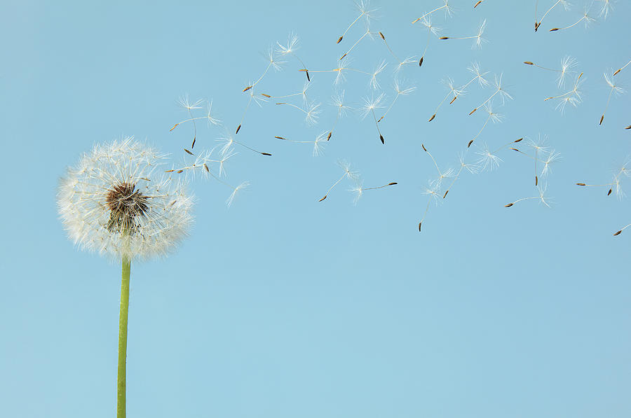Dandelion With Flying Seeds Photograph by Chris Stein