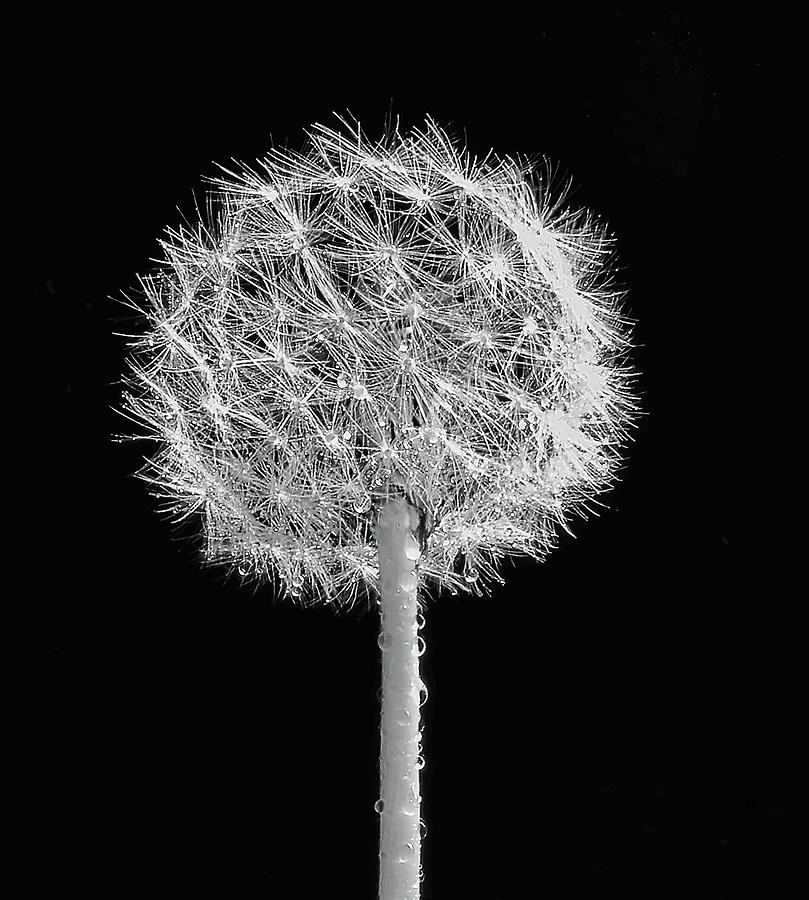 Dandelion With Raindrops Monochrome Photograph by Jeff Townsend