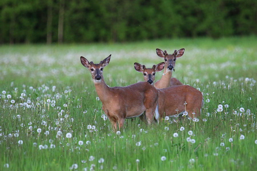 Dandelions and Deer Photograph by Brook Burling Dandelions and Deer Photograph by Brook Burling
