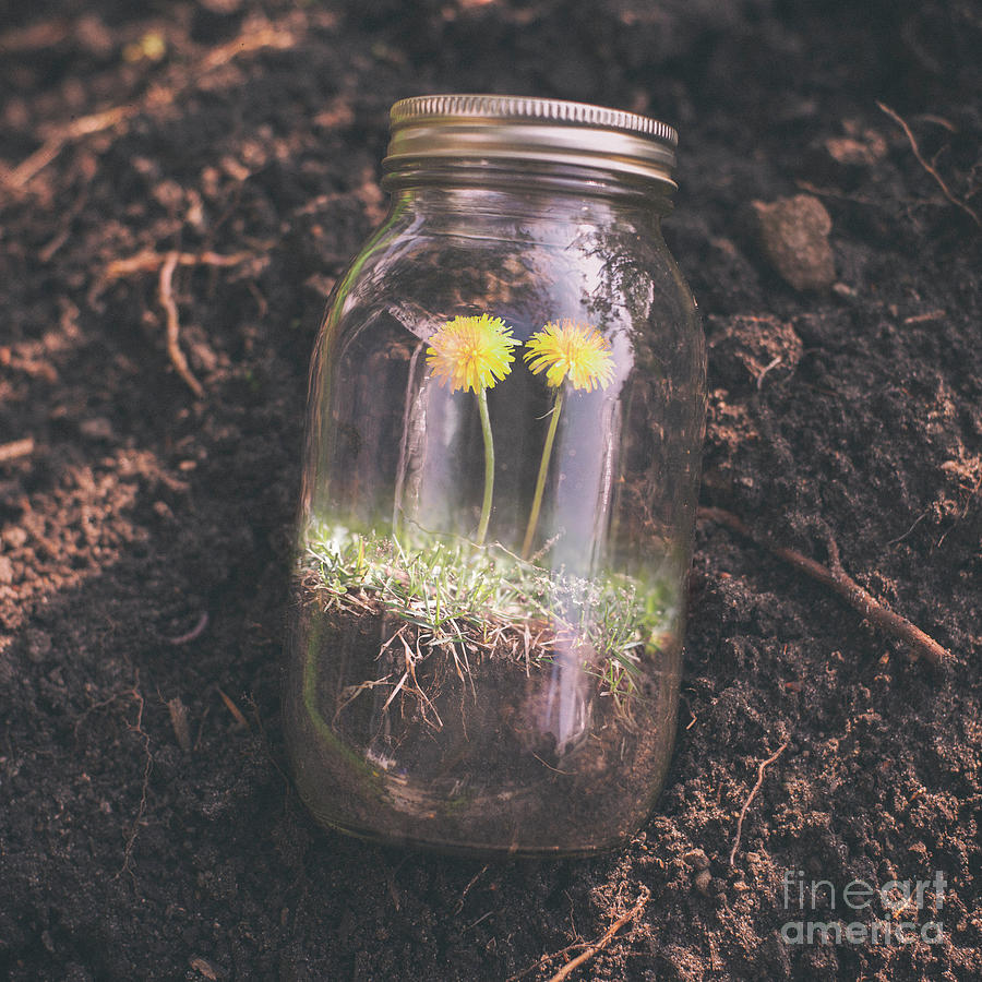 Dandelions Growing In Jar Photograph by Jeffrey Paul Mateus