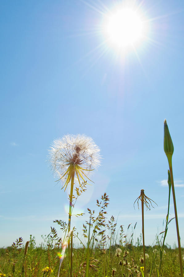 Dandelions In Field, Three Different Photograph by Darryl Leniuk