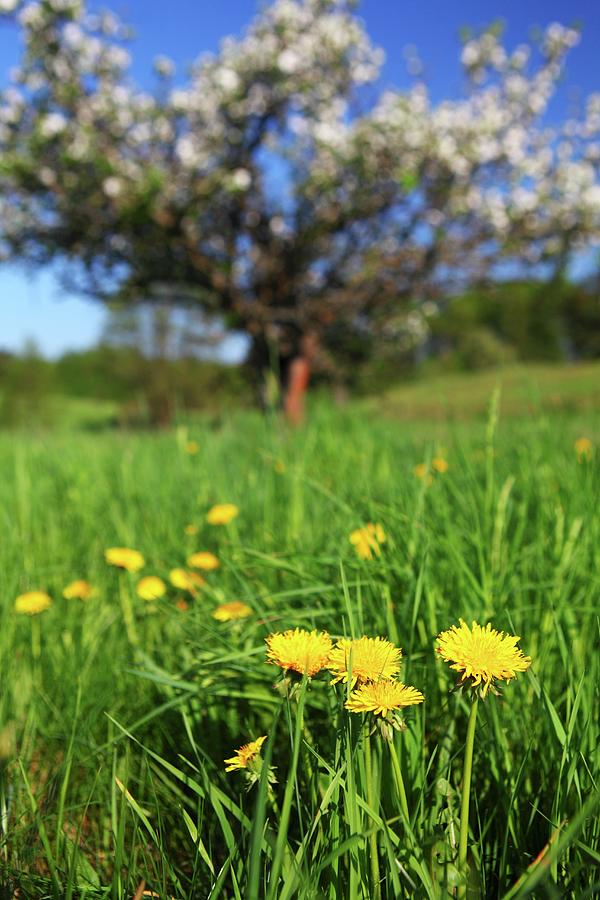 Dandelions In Lush Meadow And Blossoming Apple Tree In Blurred Background Photograph by Michal Mrowiec