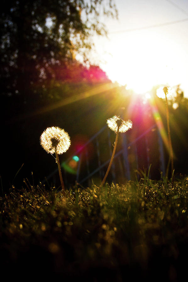 Dandelions In Sunshine Photograph by Heather E. Binns