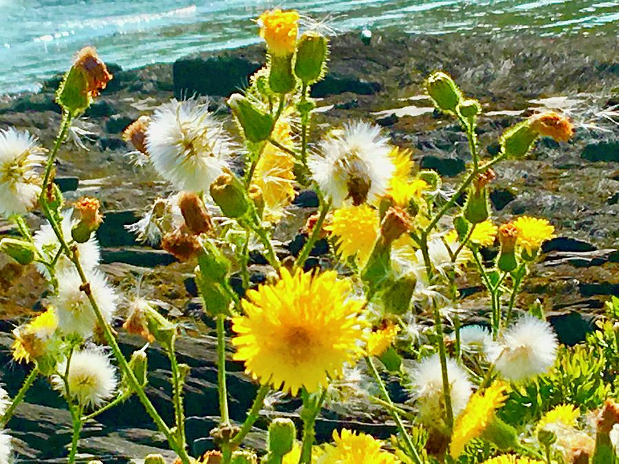 Dandelions on the Rocky Shore No. 3  Photograph by Debra Grace Addison