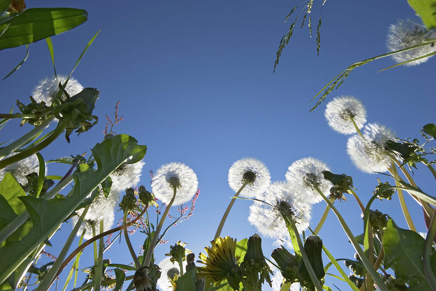 Dandelions, View Into Clear Blue Sky, Upper Bavaria, Germany Photograph by Konrad Wothe