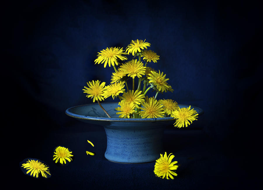 Flower Photograph - Dandelions by Vivian Wang