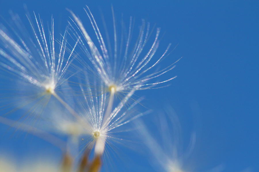 Dandeliontaraxacum, Seeds, Japan Photograph by Akira Kaede