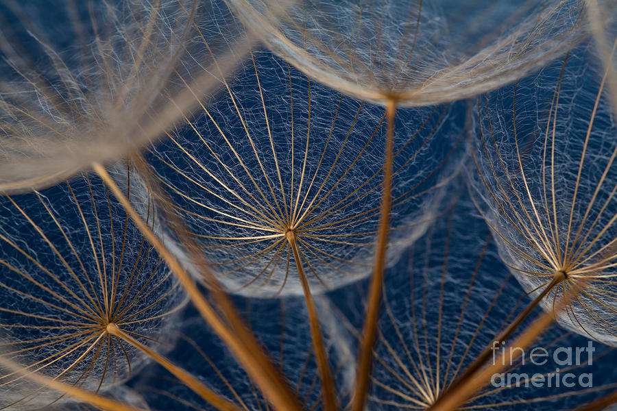 Delicate Photograph - Dandilion Seeds Against A Blue by Alta Oosthuizen